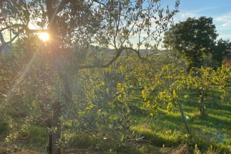 home-agriturismo-vacanze-toscana